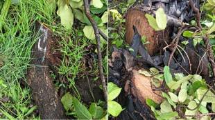 tree cutting for metro car shed news in marathi