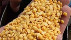 तूर खरेदीला मुदतवाढ नाहीच; राज्याच्या प्रस्तावाला केंद्र सरकारकडून प्रतिसाद नाही