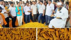 आठ दिवसांच्या विश्रांतीनंतर हिंगोलीमध्ये हळदीचा लिलाव; प्रतिक्विंटल दर १३ हजार रुपये
