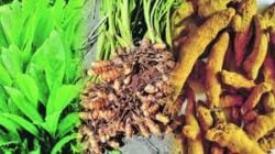 हिंगोलीत हळदीची लागवड वाढण्याची शक्यता