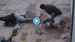 मांजरीवर करणार होता हल्ला; शेवटी मालकाने असं धरलं की… VIDEO पाहून तुम्हीही व्हाल शॉक
