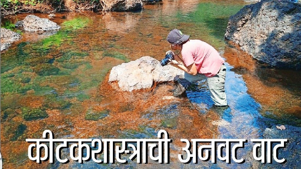 Loksatta viva Jungle Gayatri Pawar Nature Entomology Education
