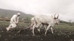 what comes first crop harvest or pandharpur waari question for farmers