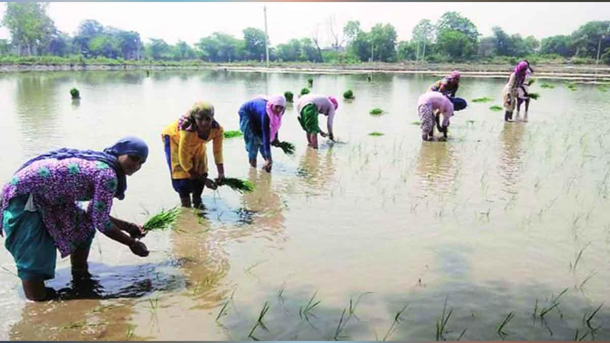 लोक- लौकिक: पेरता पेरता... (लोकसत्ता टिम)