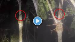 … अन् अजगर उंच झाडावर सरसर चढला; रात्रीच्या अंधारातील ‘हा’ VIDEO पाहून तुम्हालाही फुटेल घाम