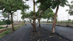 वाह रे कंत्राटदार! १०० कोटींचा नवीन रस्ता बांधला, पण मधोमध झाडे तशीच; अपघातांना निमंत्रण देणारा अजब रस्ता